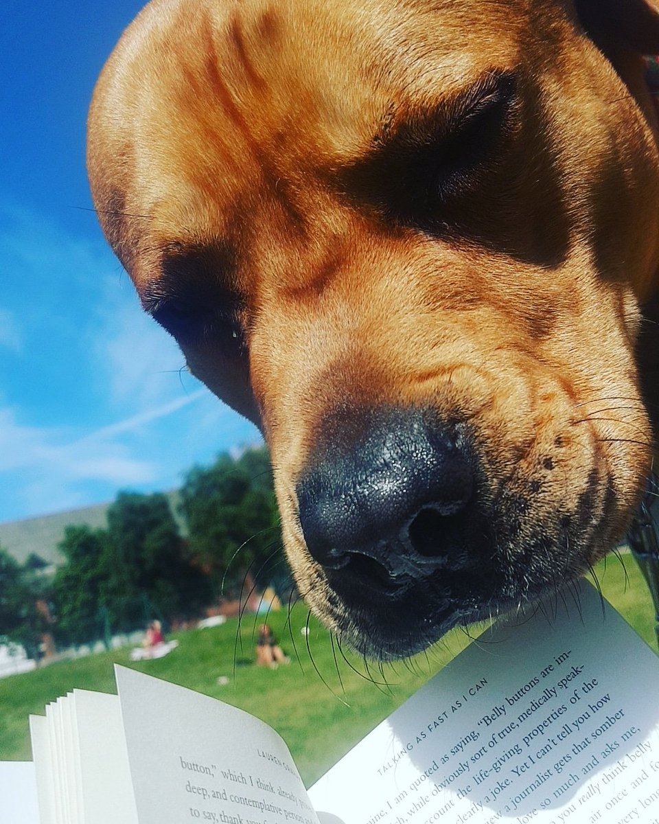 accordingtoprim's tweet photo. @FridayLG My dog's already finished TAFAIC, maybe you could send us ICDWAI so he can read that in the park too? https://t.co/sAa3dc6ezq