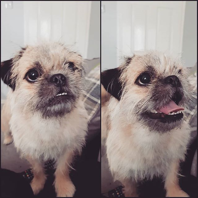 gee86's tweet photo. My little Nola Canola 😍
🐶🐕 #pughasa #pugcross #lhasaapso #puppyoftheday #puppiesofinstagram #dailyfluff #puppylove https://t.co/q7eDkYddlU https://t.co/NS2cNSqny8