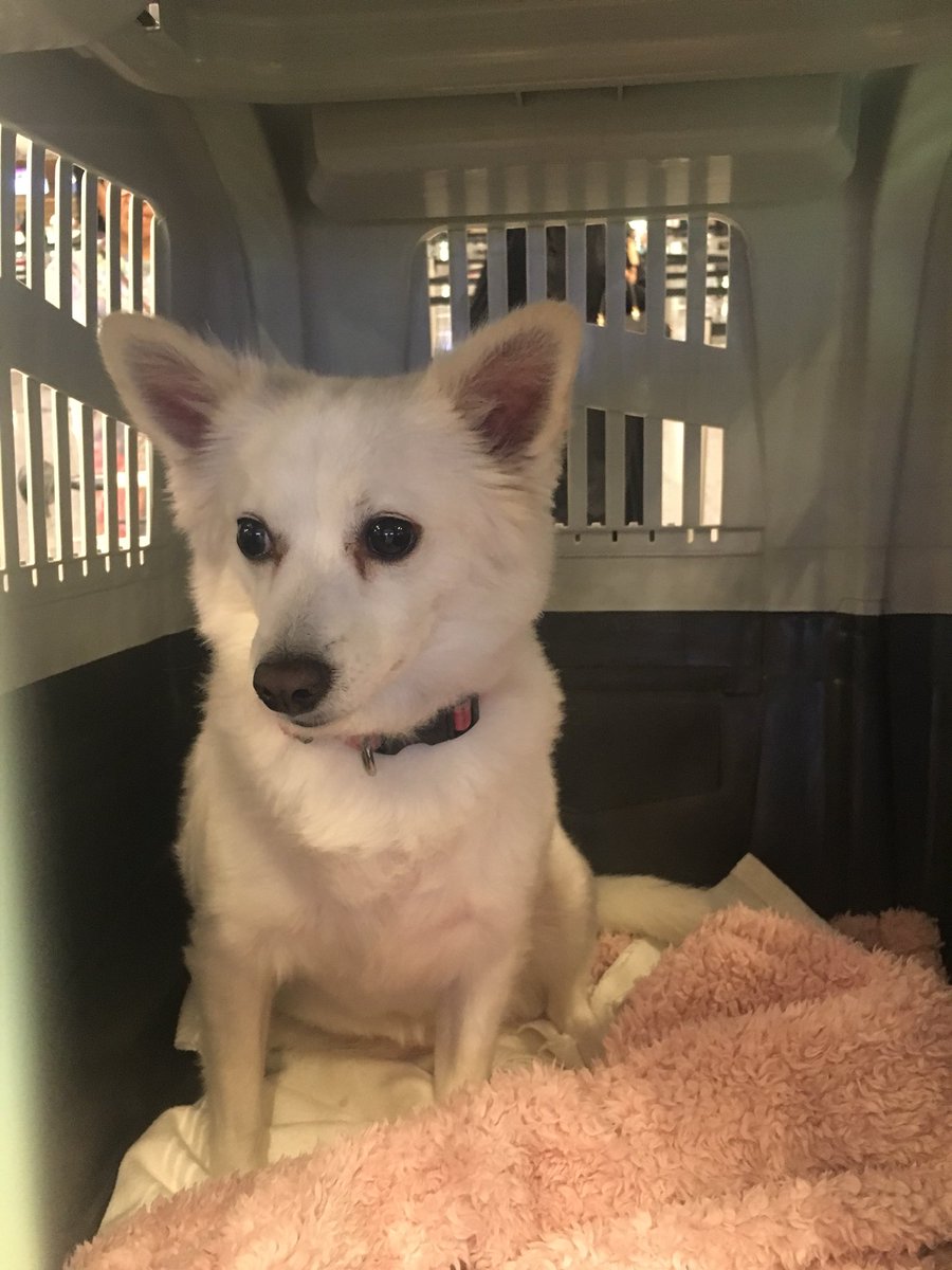 PawsRescueQatar's tweet photo. Another flight out last night... Doha Qatar 🇶🇦 to Paris France 🇫🇷 Please => you can help to make a real difference in the life of many animals that really Need it!
#flightangel #flightbuddy #pawsrescueqatar #savepawsrescueqatar #paris #dohaqatar #animallovers https://t.co/9Vlcxk0oqW
