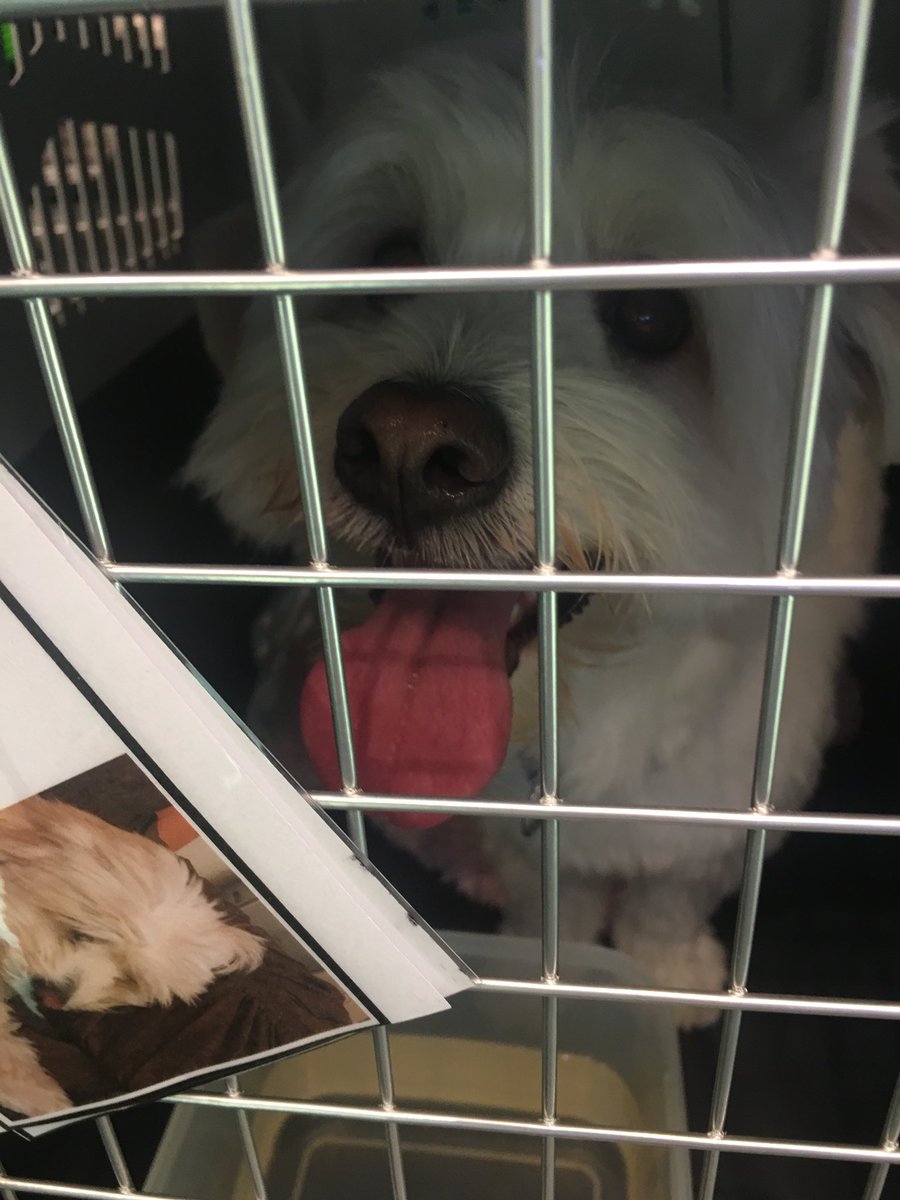 PawsRescueQatar's tweet photo. Another flight out last night... Doha Qatar 🇶🇦 to Paris France 🇫🇷 Please => you can help to make a real difference in the life of many animals that really Need it!
#flightangel #flightbuddy #pawsrescueqatar #savepawsrescueqatar #paris #dohaqatar #animallovers https://t.co/9Vlcxk0oqW