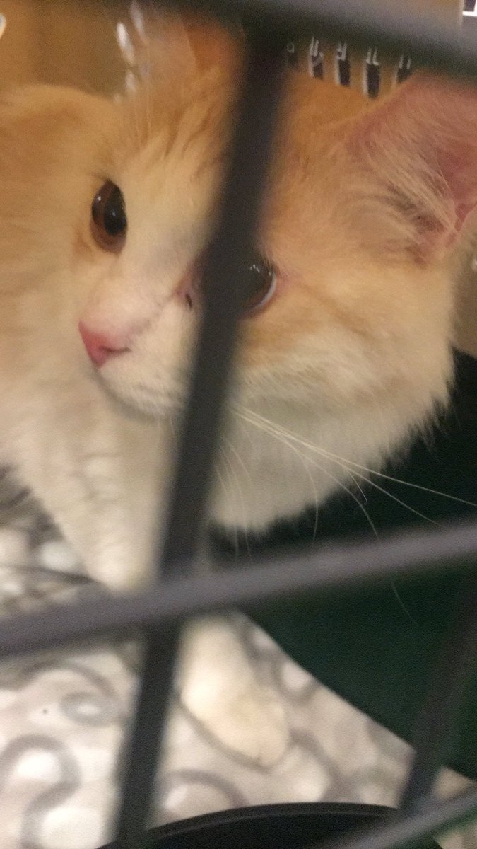 PawsRescueQatar's tweet photo. Another flight out last night... Doha Qatar 🇶🇦 to Paris France 🇫🇷 Please => you can help to make a real difference in the life of many animals that really Need it!
#flightangel #flightbuddy #pawsrescueqatar #savepawsrescueqatar #paris #dohaqatar #animallovers https://t.co/9Vlcxk0oqW