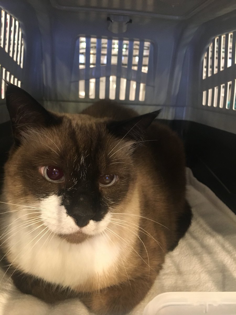 PawsRescueQatar's tweet photo. Another flight out last night... Doha Qatar 🇶🇦 to Paris France 🇫🇷 Please => you can help to make a real difference in the life of many animals that really Need it!
#flightangel #flightbuddy #pawsrescueqatar #savepawsrescueqatar #paris #dohaqatar #animallovers https://t.co/9Vlcxk0oqW