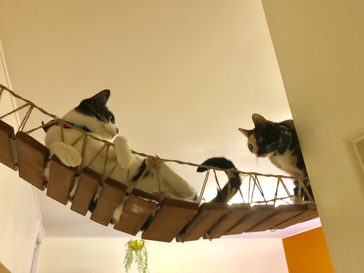 purrsandbeansnz's tweet photo. Road block, cat cafe style 😹 It’s just $13 for 1-hour with our fluffs today or $20 with a hot drink + @MoustacheNZ cookie 😋 We got your #Caturday sorted - book online meow! #Bandit #Zuul #catcafecatproblems #bridgecat #thingstodoinauckland #moustachenz #baristacats https://t.co/yTjZGLvIaO