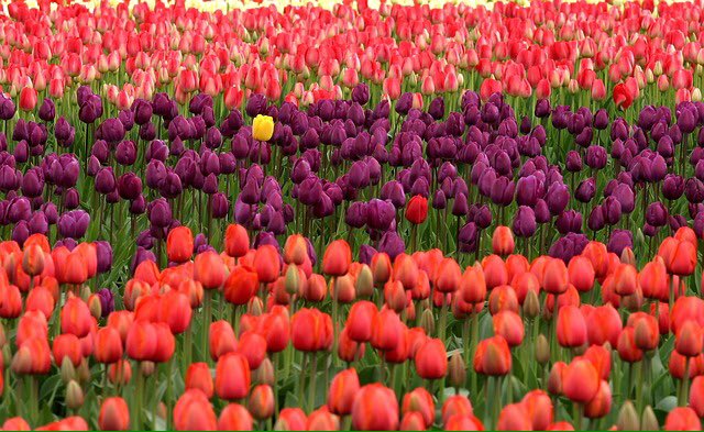 世界に咲く花 チューリップ チューリップは愛される女性の象徴 オランダ以外にも様々なチューリップ物語があり 国花 とする国は トルコ オランダ イラン カザフスタン アフガニスタン など 花言葉は 博愛 思いやり T Co