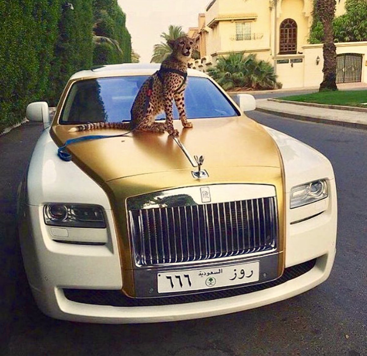 RichLifeBlue's tweet photo. Where does your dog like to sit 😵💀😂💯
Follow @RichLifeBlue for more 💎
#wtf #funnypics #cheetahs #tigers #bears #bentleys #rollsroyce #gold #white #mansion #gates #music #musicvideo #upandcoming #artist #grinding #litposts #moneyman #like4like #likeforlike #followforfollow https://t.co/Vv7LMFUFJx