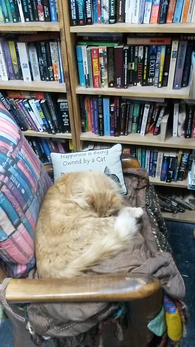 helenkbones's tweet photo. Post #sharp18 sojourn in Melbourne - cats and books galore at Syber's Books, 38 Chapel Street @khetiwe24 https://t.co/ivLjDdy9uf