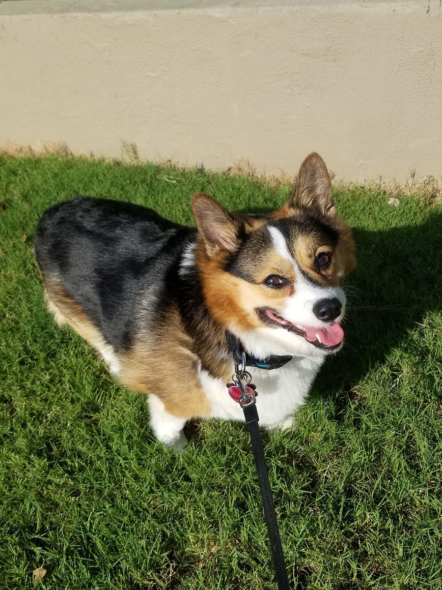 Winston_Corgi's tweet photo. Summertime Corgin’ https://t.co/6POwOePAAC