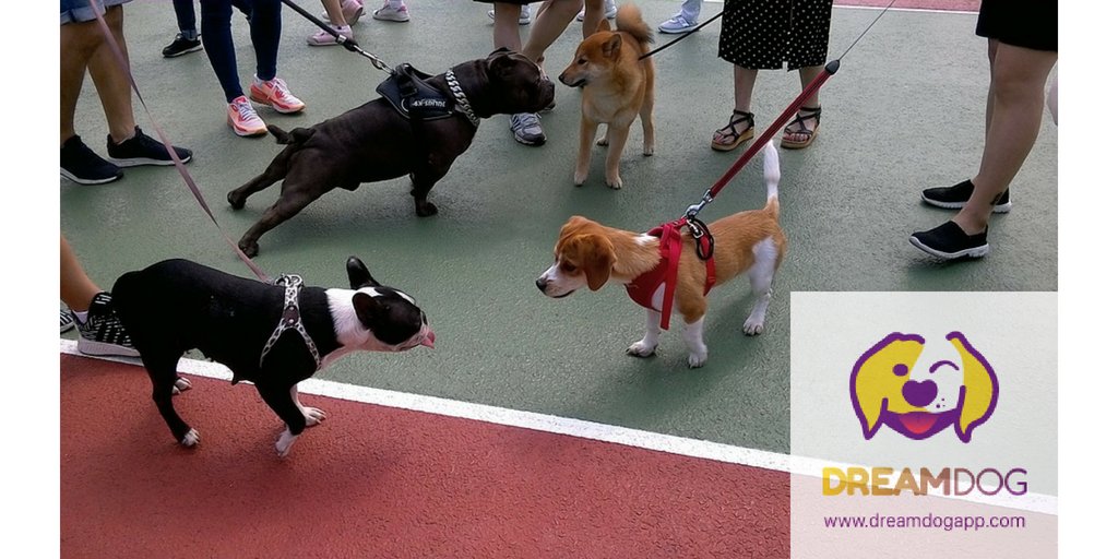 Having a Dog makes meeting other people so much easier! #DreamDog
dreamdogapp.com