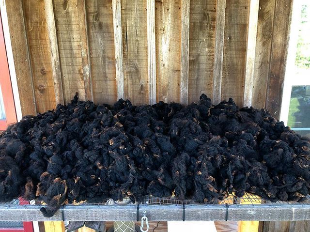 crazysheeplady's tweet photo. A little over 5 pounds of washed Muffin. Almost enough for 3 sweaters 😀. Not even a full years growth! My little overachiever 😍. #gottasayitright #muuuufin #neighbormakesfunofme #🙄 #wool #washedwool #woolprocessing #blackwool #naturalcoloredwool #co… https://t.co/b5BGlE84ns https://t.co/IK4odP6uOb