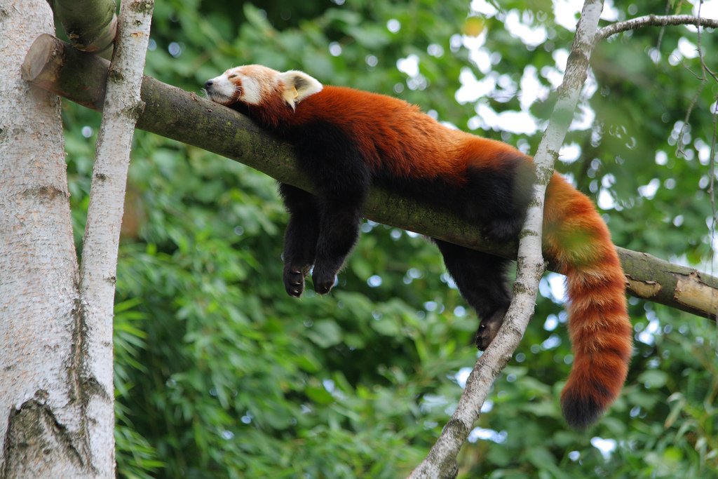DatRedPanda's tweet photo. ---> https://t.co/xl9TfyPfg3