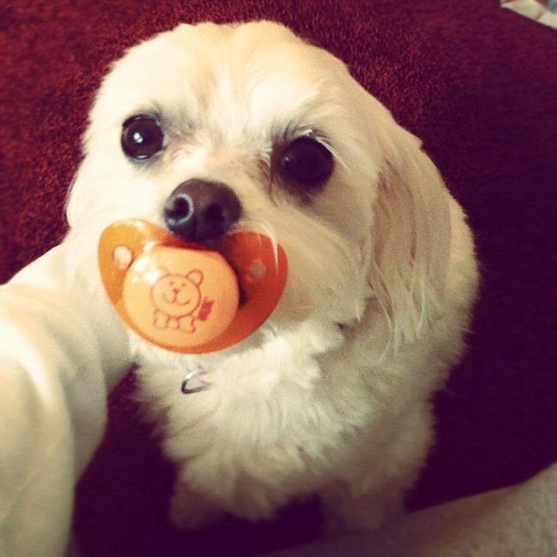 DatRedPanda's tweet photo. ---> https://t.co/j64xxycxIN