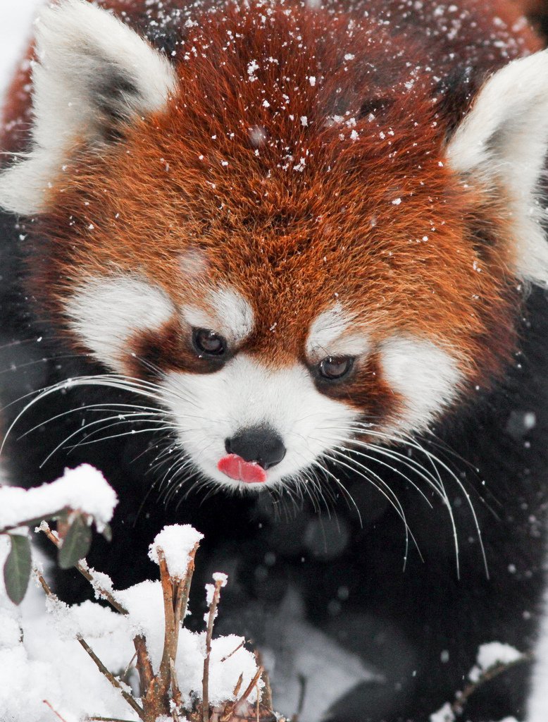 DatRedPanda's tweet photo. ---> https://t.co/2rjLzx02fl