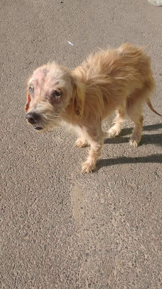betohi's tweet photo. Este bebé fué abandonado por su familia ahora vive de lo qué puedan darle los nuevos arrendatarios del qué fue su hogar lo qué no es mucho
 Me ayudarian con su recuperación por favor 
Se sumán ? 🙏🙏🐶🐾❤
Todo aporte es importante y valioso ! https://t.co/b7nfYHsWtJ