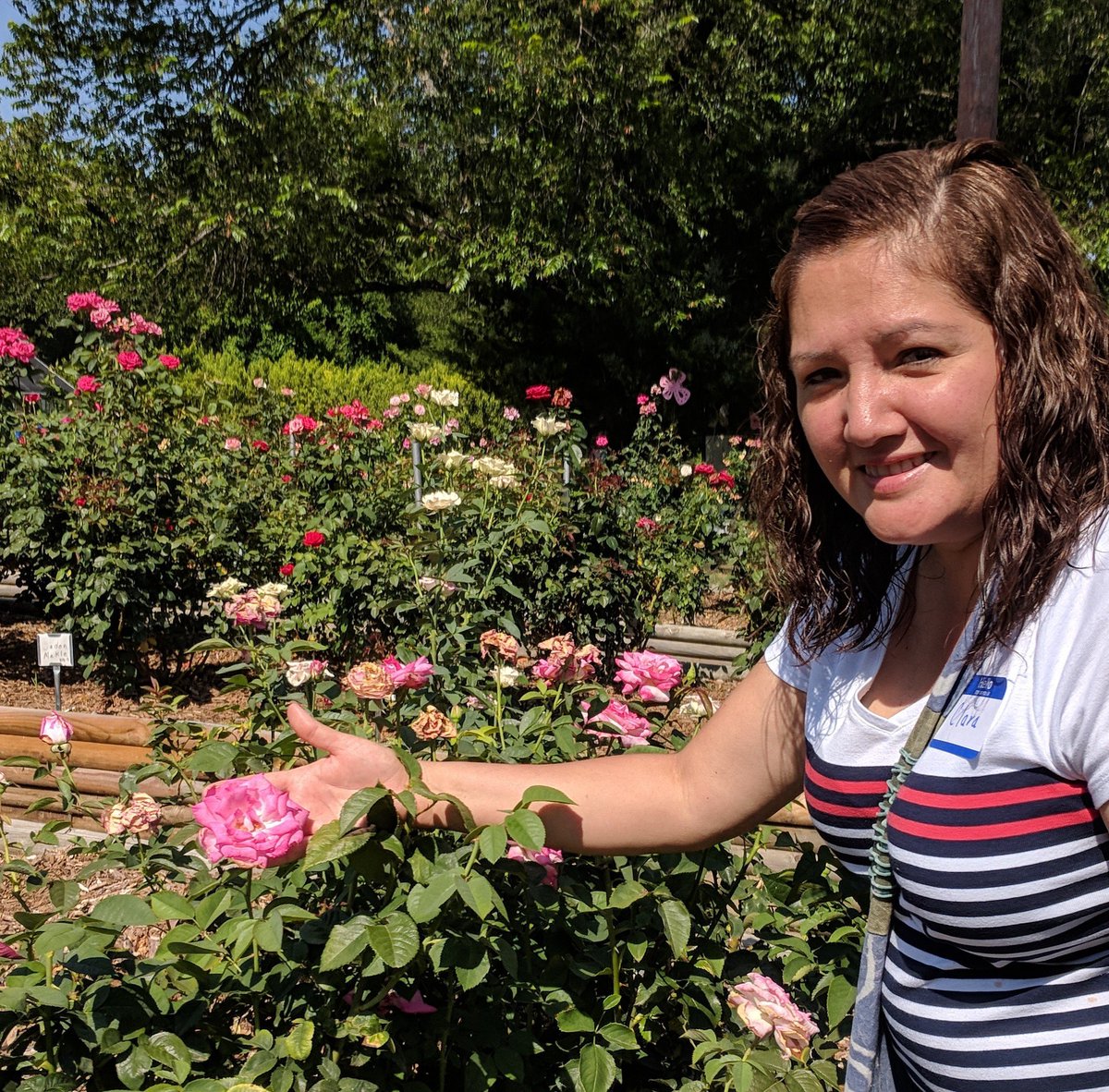ClaraSikich's tweet photo. #AWsummerselfiebingo roses at the Denton Sustainable School s training https://t.co/uG1XsADyrV