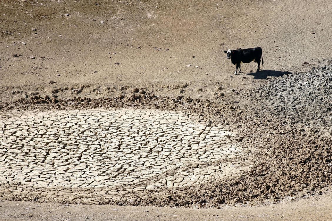 Cow facing a dried-up pond