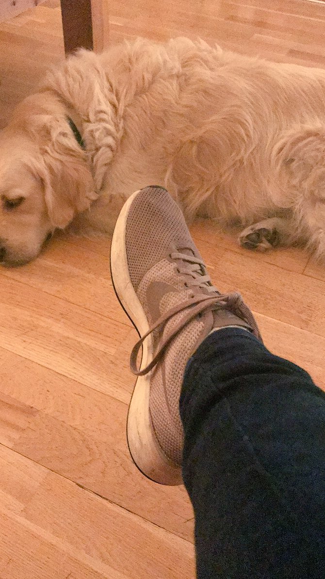 roisintrunk's tweet image. Night night #sleepydoggo #dogoftwitter night 😴😴😴