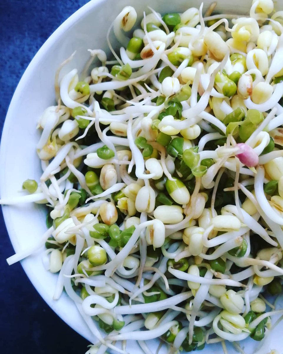 Mung bean sprouts are filled with nutrients that support eye health, bone health, boosts the immune system and tastes great paired with a salad or a stir-fry. 📷: @meliisstory 
.
.
.
.
.
.
#mungbeansprouts #sprouts #superfood