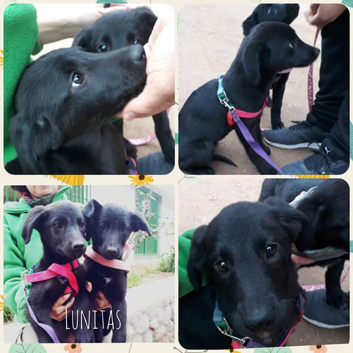 CausaSumados's tweet photo. Lunitas en adopción. Salva una vida. Ellos sólo dan am💖r #adoptanocompres en canil #parquecoll #LaSerena  🐕🐶💖🌞🌈 https://t.co/VblNsbKk3L