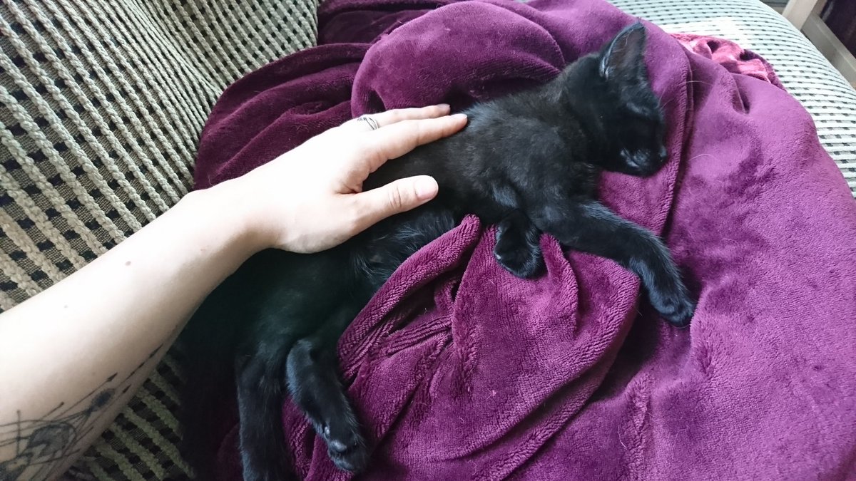 z0mbiezarah's tweet photo. He's* growing so fast! Pics taken seven days apart (8 and 9 weeks old). *It's probably a good time to mention we've had certain suspicions since Luna came home with us. Well, this growth spurt has removed any ambiguity and prompted a name change. Meet... Moon! 🌚 #sleepandgrow https://t.co/sBViZlHxjg