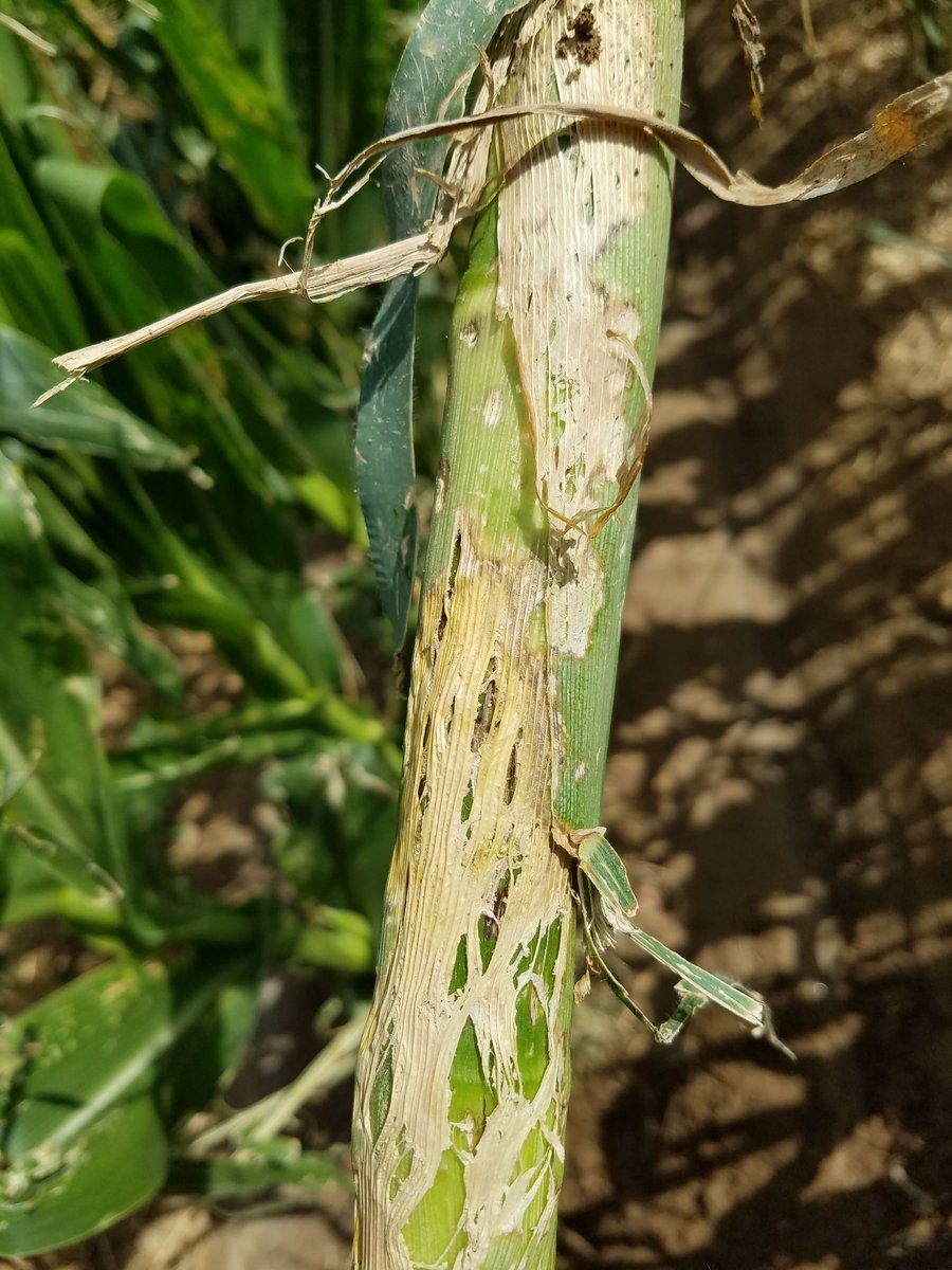 BakelFarms's tweet photo. @TheCornProphet @Texasagronomo Most severe in one spot, perhaps consistent with a hail storm. Returned today and what a difference a day makes! It was drought stressed yesterday being irrigated today. The drought stress exacerbated the bruising. False alarm on insects! See for yourself!! TY for the comments! https://t.co/oaTKtKAjav