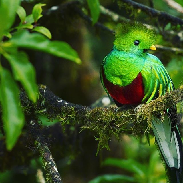 Ecoterra_Exp's tweet photo. 🦅🌳Cloud Forest Hike - Juan Castro Blanco National Park🌳🦅 https://t.co/WHNin1EndH #nationalpark #cloudforest #trails #rivers #quetzals #costarica https://t.co/2gBAwE3bAL