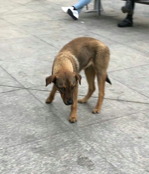 Perrito busca hogar temporal !!! favor dif @DGatunaPerruna <a href="/AnimalitosRT/">AnimalitosRT</a> <a href="/BarrioViel/">Barrio Viel</a> <a href="/mcatarubio/">🌿Ma. Catalina Rubio Salinas</a> <a href="/zancada/">zancada</a> <a href="/Las_Pupas/">La Pipi y la Suru</a> <a href="/plazasbolsillo/">Plazas de Bolsillo</a> <a href="/wearewof/">We are WOF</a> <a href="/lostpets_cl/">Lostpets.cl</a>