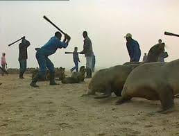 WhyGeorgia's tweet image. So seal season has started in #Namibia #ExposeTrophyHunting