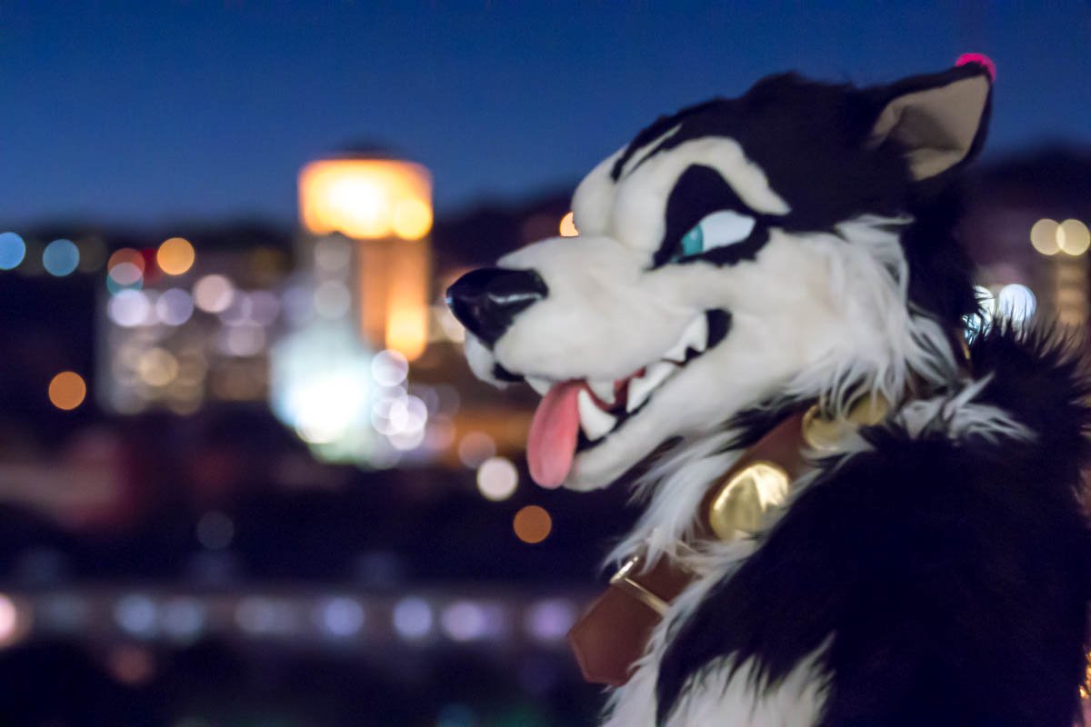 FursuitSteele's tweet photo. Why don't you come check out my view?
#FursuitFriday https://t.co/lXZEj7g20H