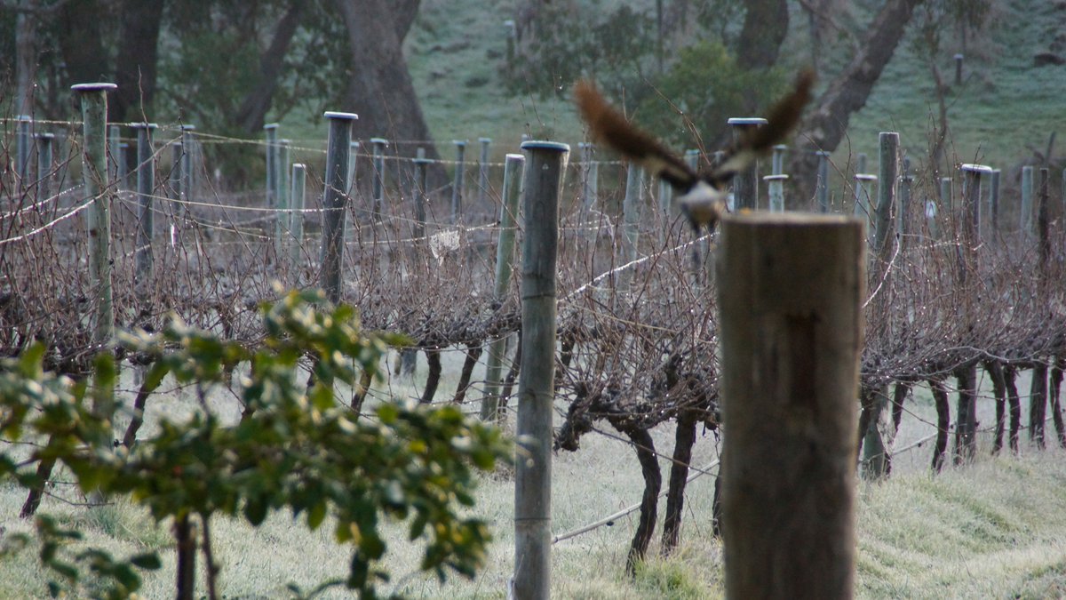 magpiesprings's tweet image. Just a bit chilly up on the hill yesterday... bring a jacket... and gloves .. we have fire and wine #discoveradelaide #adelaidecommunity #exploreadelaide #headforthehills
#saweekend #theadelaideset #heardaboutsa @adelhillswine