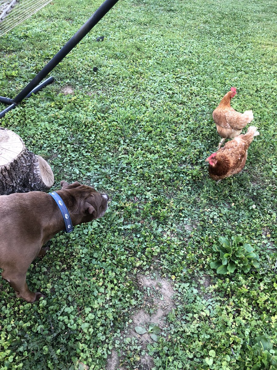 Hangin’ with my #chicken sisters. #pitbullnation