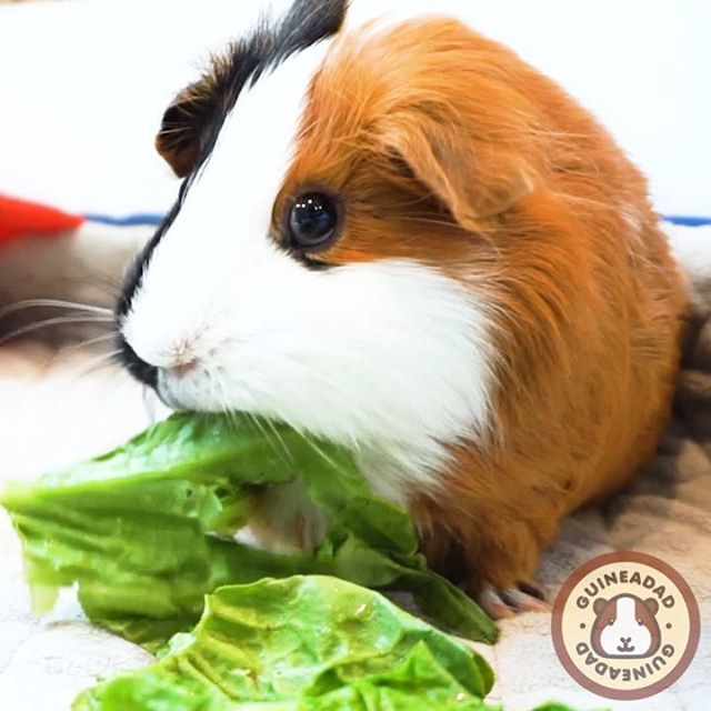 GuineaDad's tweet photo. Staying beautiful even while eating lettuce #princess #tofu #stayingbeautiful #gorgeous #lettuce #beautifuleyes 
_____
Guineadad, helping piggies live their lives to the fullest https://t.co/8lB0QoVF5i https://t.co/59kIswH0pb