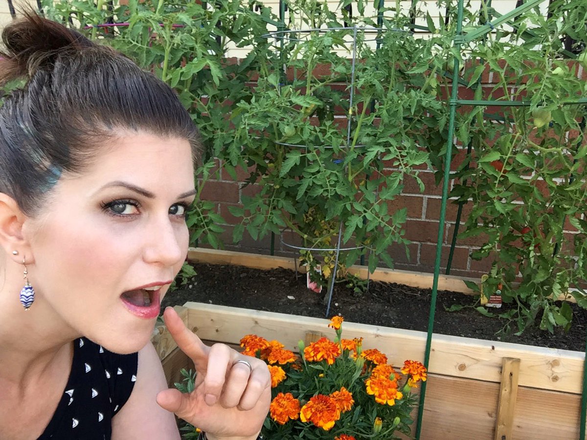 TiiuAshcraft's tweet photo. My friend Kimmy said I’m a #glamgardener? hee hee I don’t know what she’s talking about 🙃 this is just for her! Time to harvest one of my hubby is #heirloom #tomatoes!
#Igrowstuff #GardenFeelGood #gardening #Plants4Health  #gardener https://t.co/bXt4BbFk09