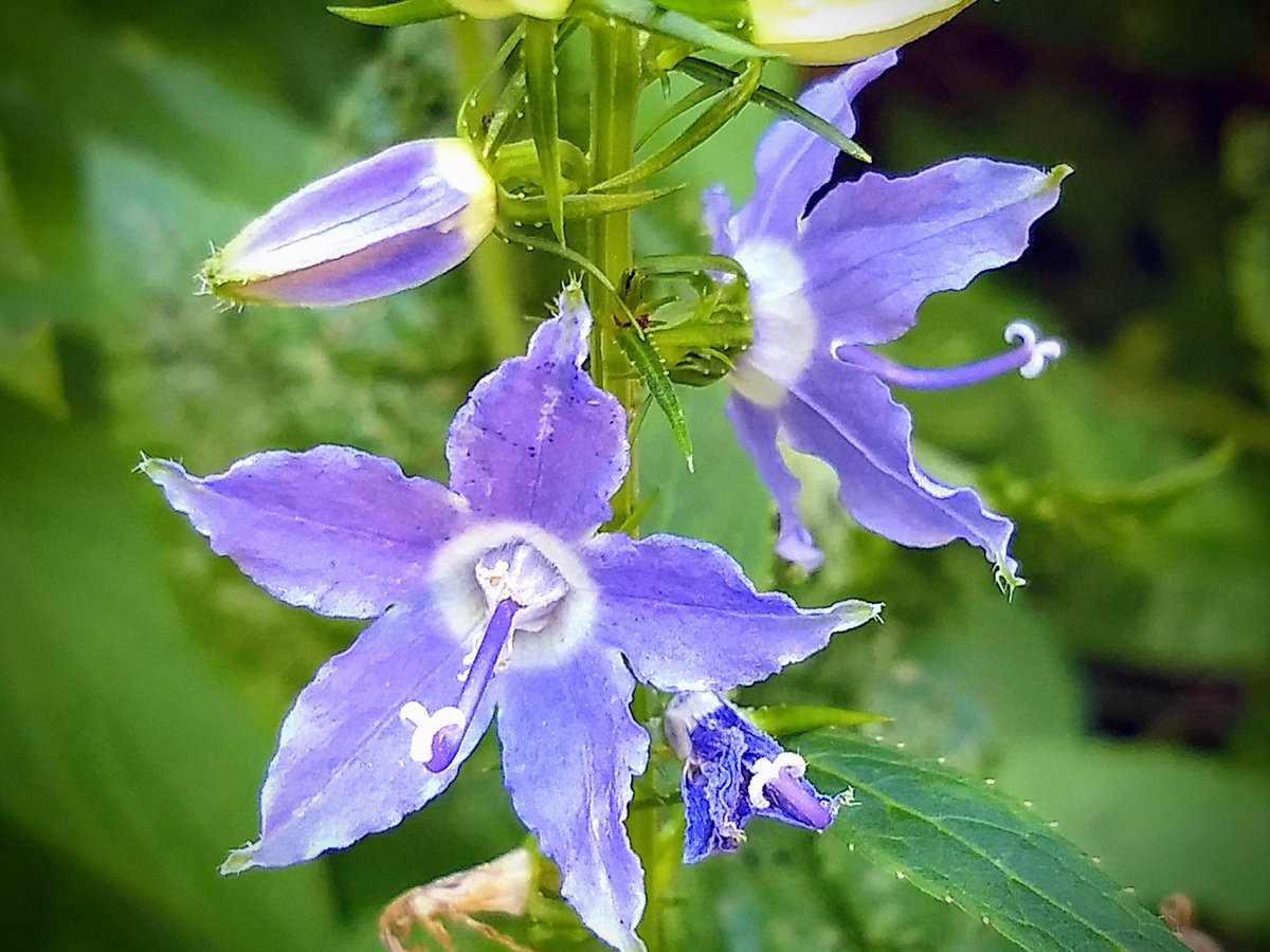 American Bellflower is in bloom at Lehigh Portland Trails