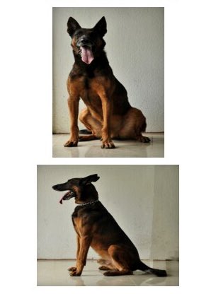 seguridadcrc's tweet image. El héroe canino Athos falleció por porque la naturaleza así lo decidió. Laboró en situaciones de rastreo como en el Huracán Otto, logrando con su nariz traer paz a muchas familias que recuperaron el cuerpo de sus allegados. Honramos su contribución a la seguridad de este país.