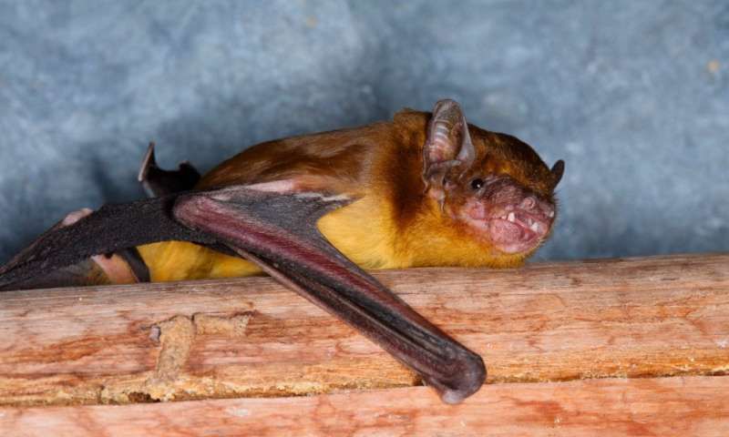 Teleferika_'s tweet photo. Two New Yellow-Bellied Bats May Have Been Found in Kenya
Genetic analysis of 100 bats revealed two previously unknown lineages
https://t.co/RoAjjPEiOT

#biodiversity https://t.co/LyQVomvXkl