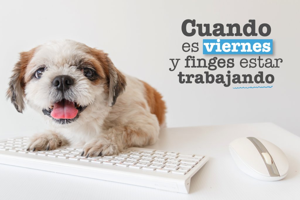 mimascotayyomx's tweet image. ¡Ánimo! Ya falta muy poco para el fin de semana. #HumorPerruno