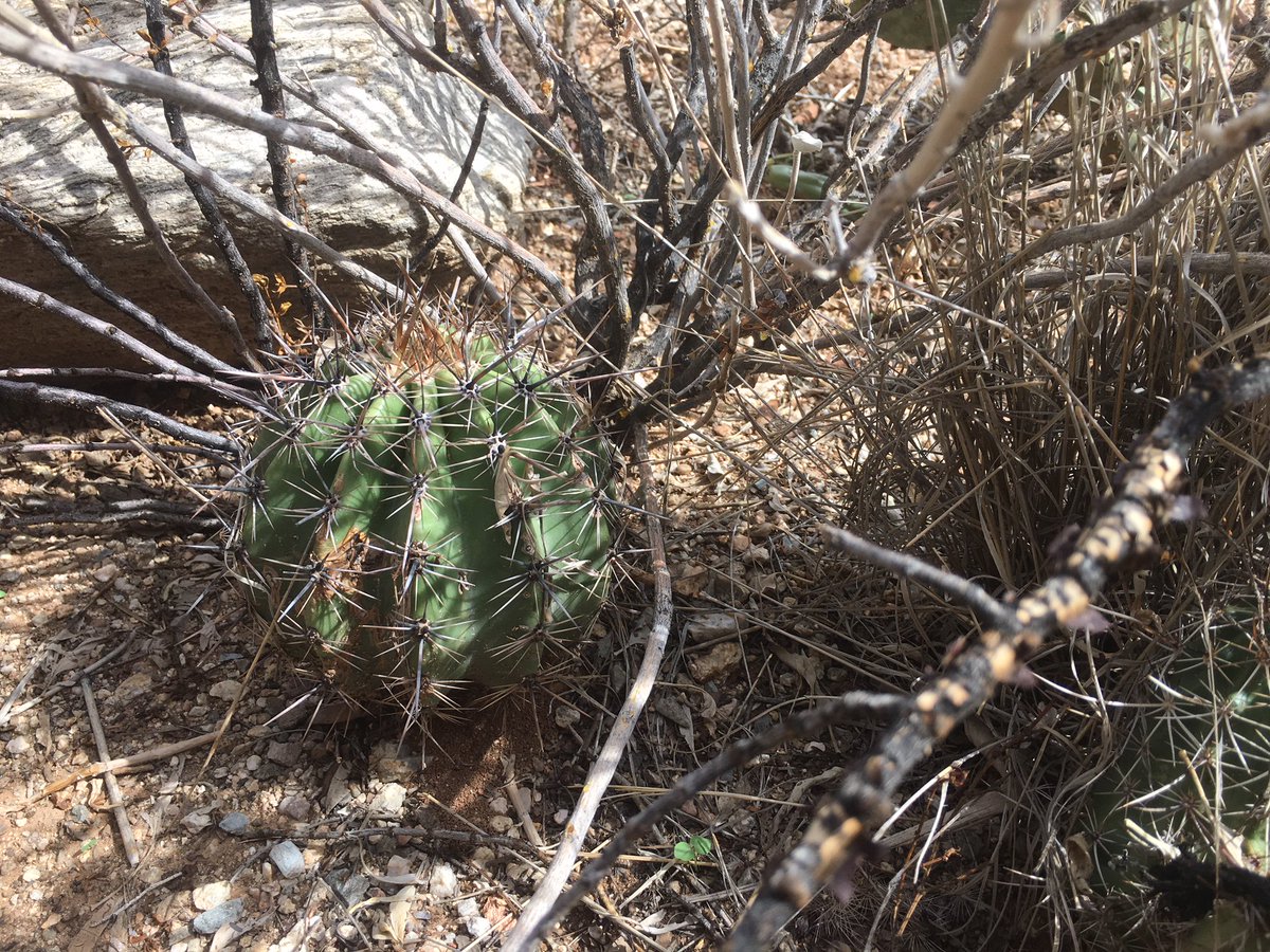 A green cactus with ribs widely spaced in the shadow of taller, brown grass and shrub branches.
