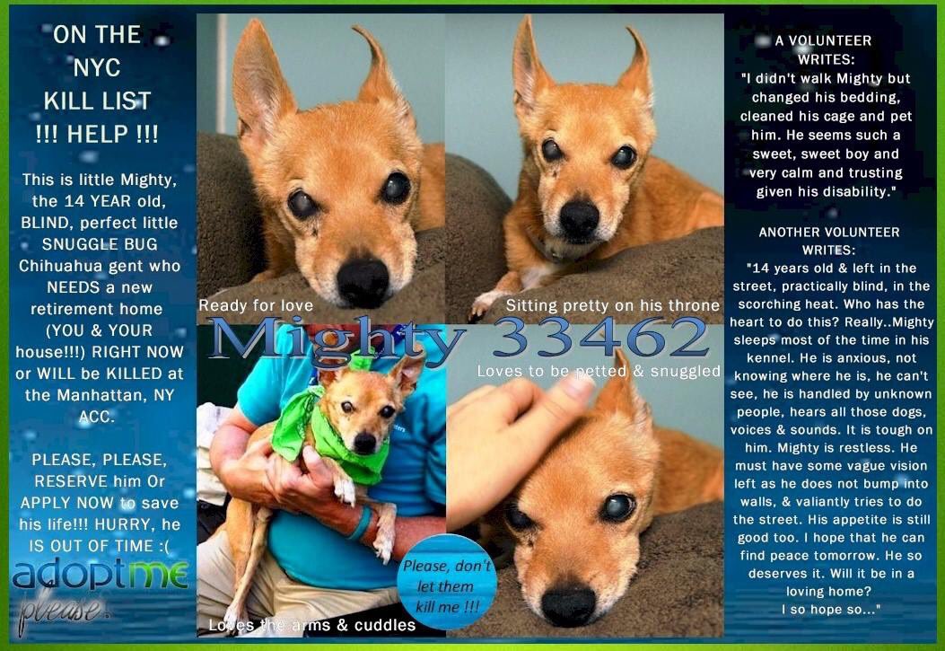 nasrene41's tweet photo. SENIOR CHI #MIGHTY IS STILL ALIVE! THIS LITTLE SWEETIE IS #BLIND &amp; NEEDS A LOVING HOME!
 #RESCUEDOGS  #FOREVERHOME  #FOSTER #ADOPT #CHIHUAHUA #CompanionAnimalProtectionAct  #GetYourRescueOn   #NYCHumaneMovement #SaveMIGHTY
https://t.co/e8azaVzez1 https://t.co/rJdSoPXw3e