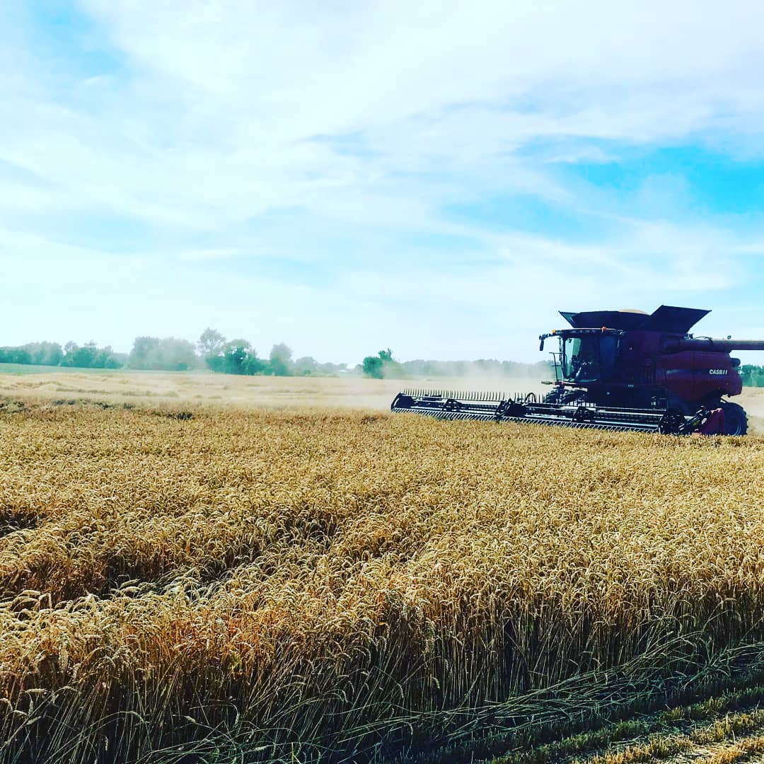 HeasleySeeds's tweet photo. Good start to wheat harvest!  AgriPro wheat varieties are performing very well again this year! #heasleyseeds #AgriPro #SY100 #Branson https://t.co/sJORqZzGT7