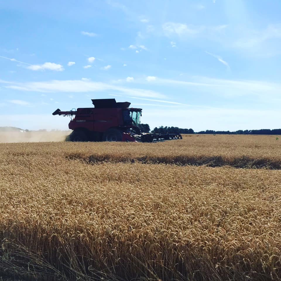 HeasleySeeds's tweet photo. Good start to wheat harvest!  AgriPro wheat varieties are performing very well again this year! #heasleyseeds #AgriPro #SY100 #Branson https://t.co/sJORqZzGT7