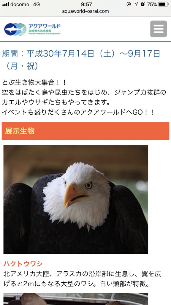 Maimoon 白頭 鷲 ペット Maimoon 白頭 鷲 ペット