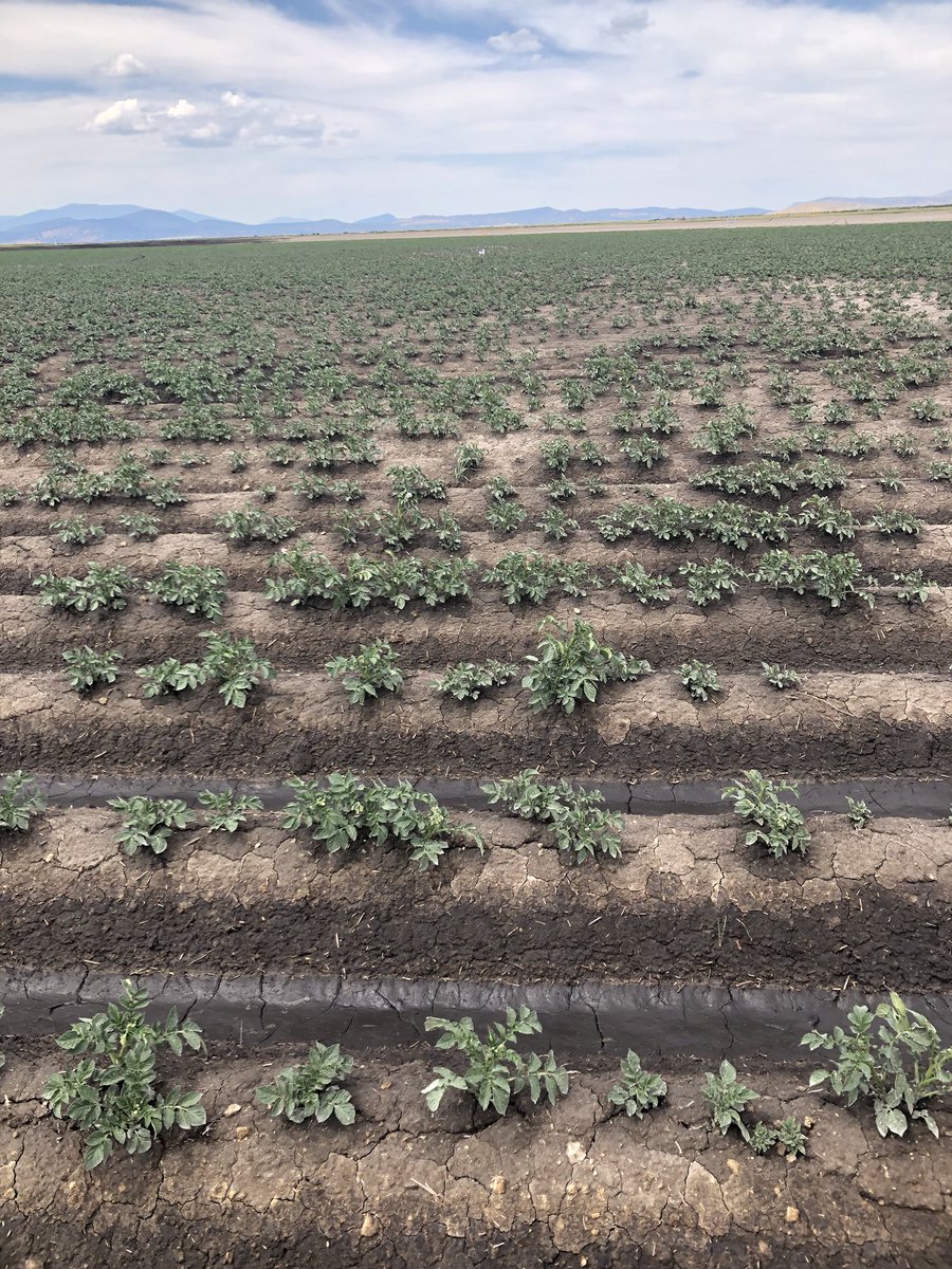 RobGalyen's tweet photo. Working on hydrating hard to wet soils. #SomeoneOverheated
#PeneCal #MainstayCa
@redoxgrows https://t.co/JsA4eFdEv8