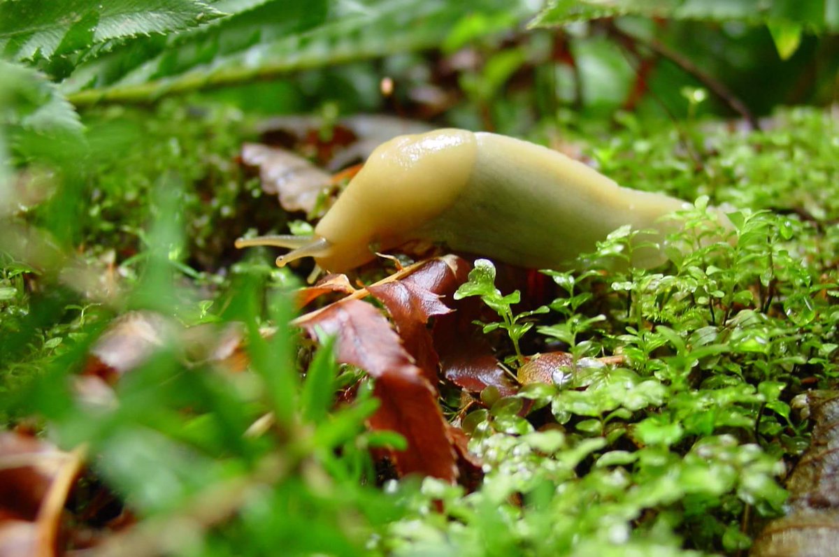 Banana slug on mossy forest floor.