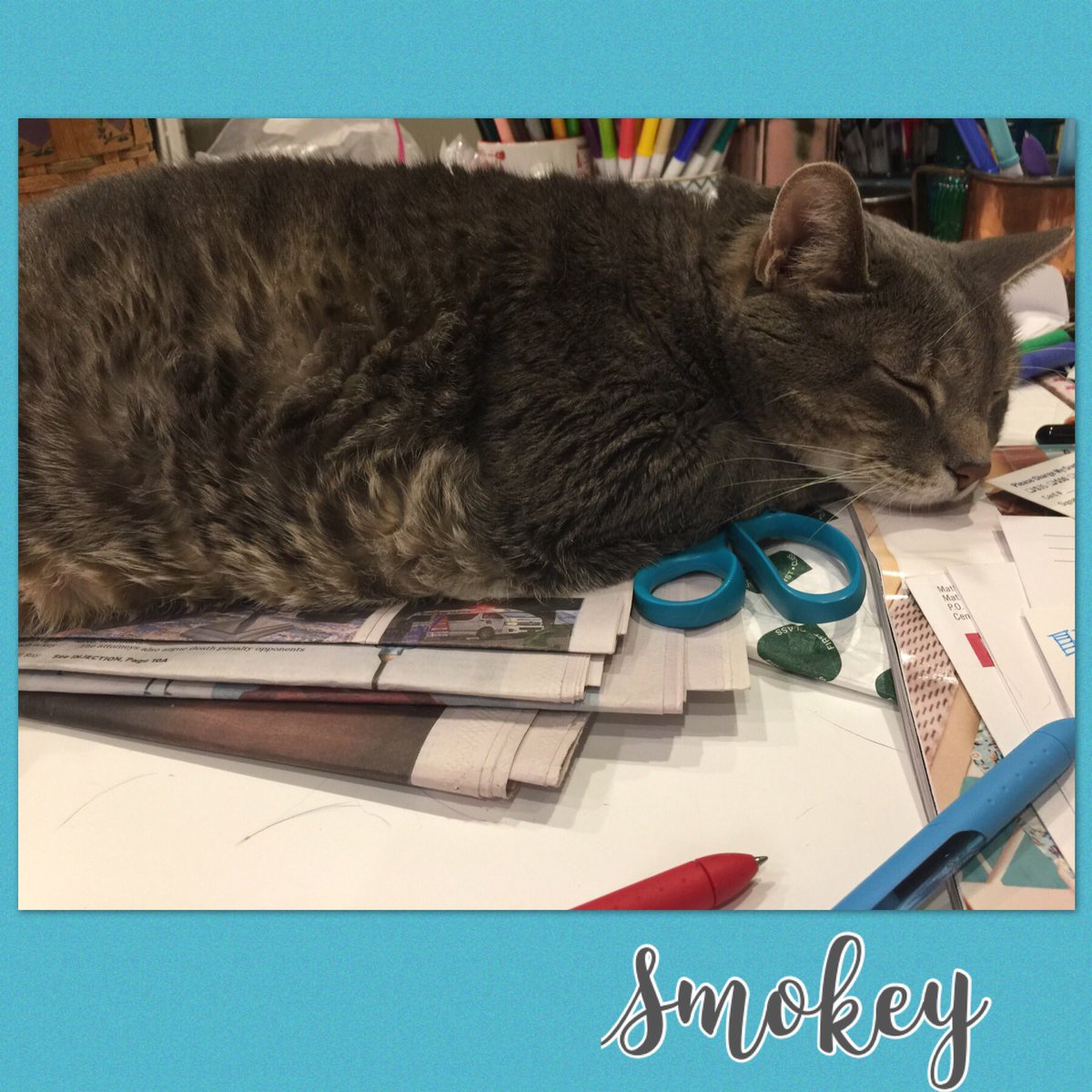 KathMacL's tweet photo. Writing #PostcardsToVoters with Smokey. #DannyOconnorForCongress https://t.co/F9ZZ52IL0O