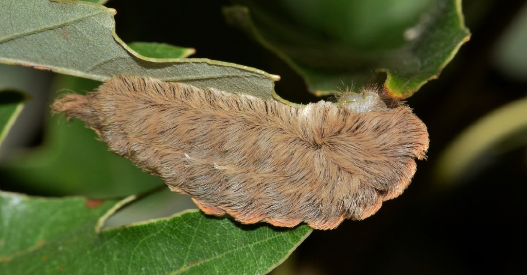 WebMD's tweet image. DO NOT TOUCH THIS BUG: A Florida teen was reportedly sent to the emergency room after being stung by the poisonous puss caterpillar. What you should know: wb.md/2tZjhHx