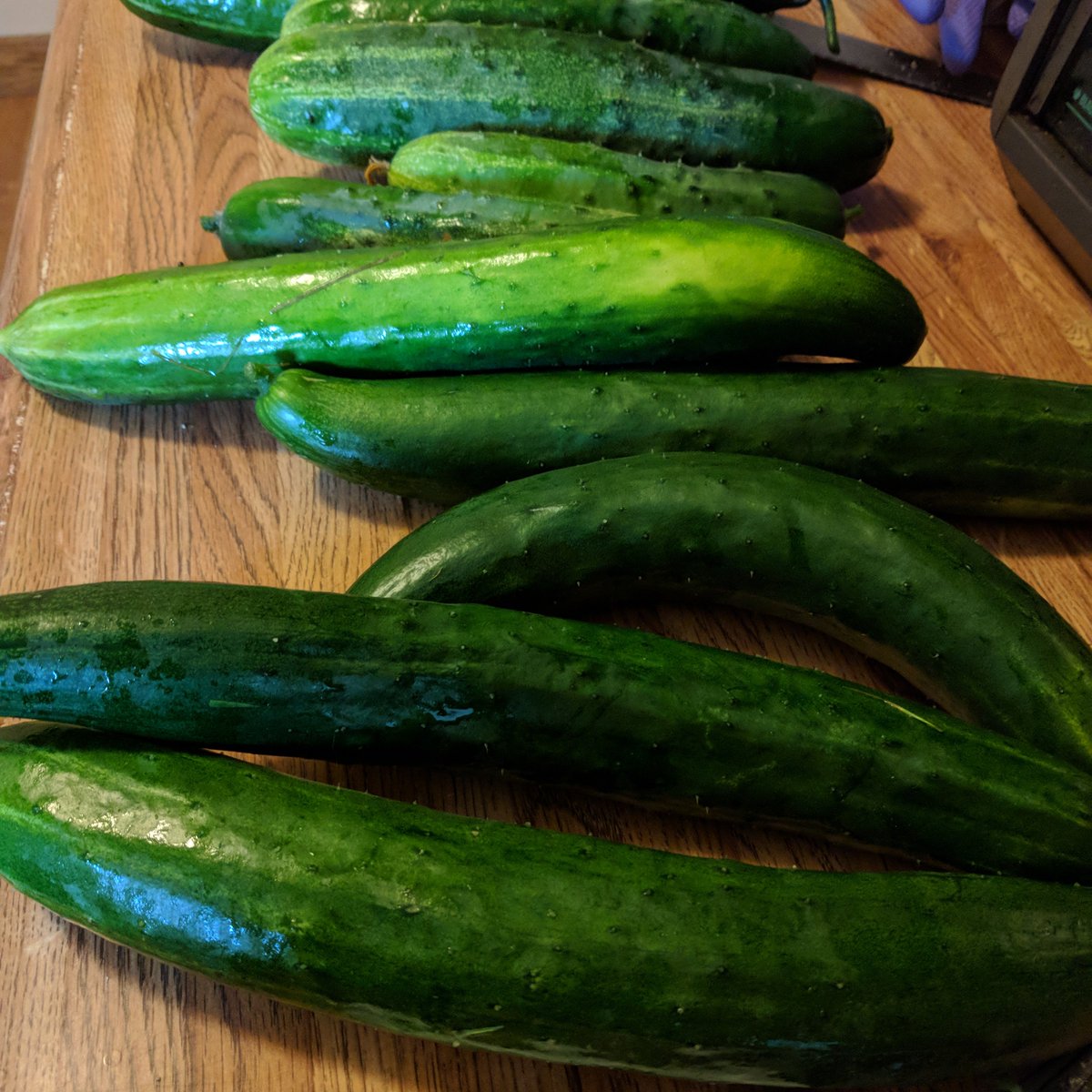 catstupid's tweet photo. With the hundreds of emojis how is there no infinity symbol? How will I represent my ongoing garden dilemma? https://t.co/QeWWLAqrGG