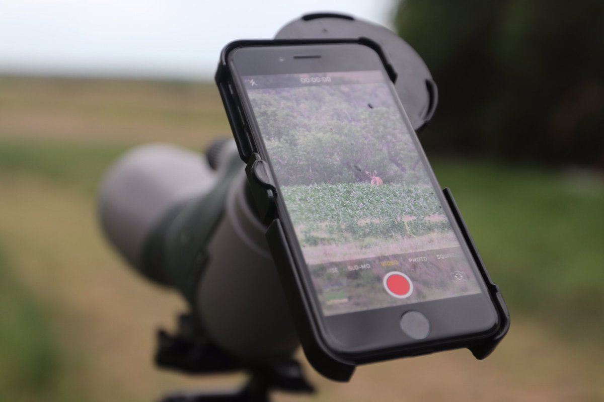 EROutfitters's tweet photo. A little velvet scouting this evening! #eagleranch #kansas #scouting #velvet #summer #summerscouting #hunting #deer #whitetail #bucks #velvetbucks #bowhunting #kansashunting #deerhunting #whitetailhunting https://t.co/0Iu921D61W