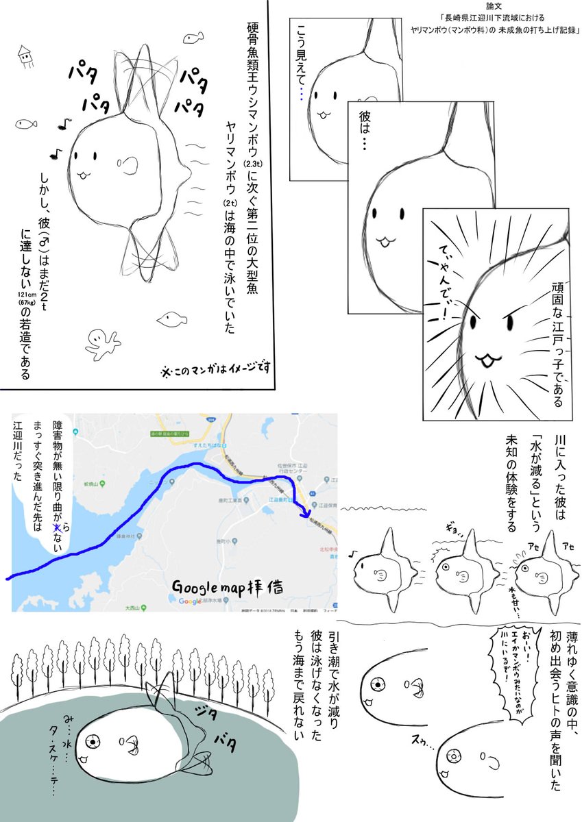 manboumuseum's tweet photo. 下ネタしか注目されていないのがちょっと悔しいので、論文を漫画にしてみました。結局、ヤリマンボウが川に遡上した原因はわかりませんでした。しかし、川で死にかけていた理由は、たぶんこうだろうと推測しています。記事と合わせてお読みください。https://t.co/0XBbMS1Wry https://t.co/JUVYMsvDs1