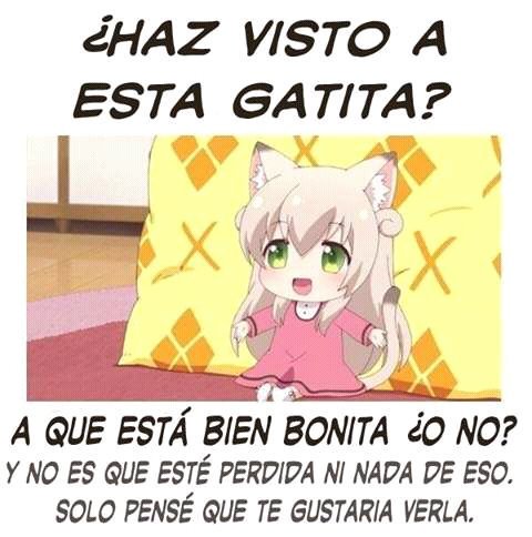 hellsingarcia42's tweet photo. Hola amigos espero que ayan tenido un buen viernes y que tengan un buen fin de semana con esta linda gatita https://t.co/eowZfKUwse