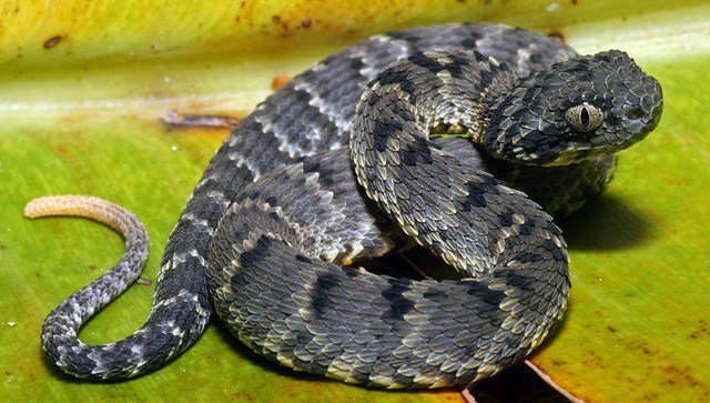 Ular Bush Viper pecintahewan.id/ular-bush-vipe…